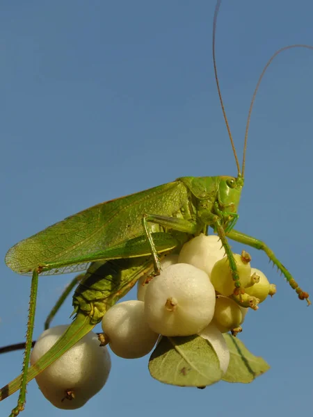 Büyük yeşil bir çekirge (Tettigonia viridissima), kar meyvesi (Symphoricarpos albus) adı verilen bir çalılıkta bulunur.)