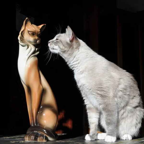 Conhecimento Gato Com Uma Estatueta Gato Porquinho Bancos — Fotografia de Stock