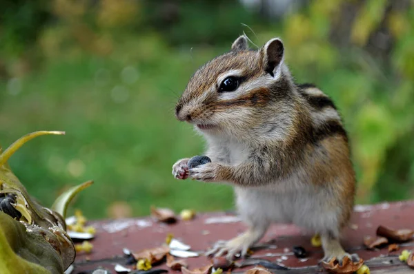 Wild Chipmunk Close Green Background — Stock Photo, Image