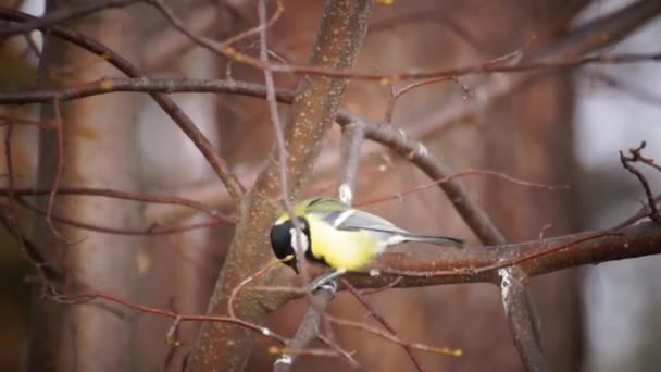 Tit Tree Strong Wind Eats Sunflower Seeds — Stockvideo