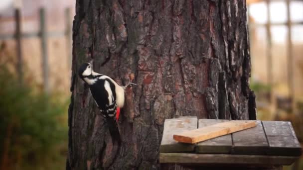 Μεγάλη Spotted Woodpecker Και Titmouse Ανταγωνίζονται Για Τρόφιμα — Αρχείο Βίντεο