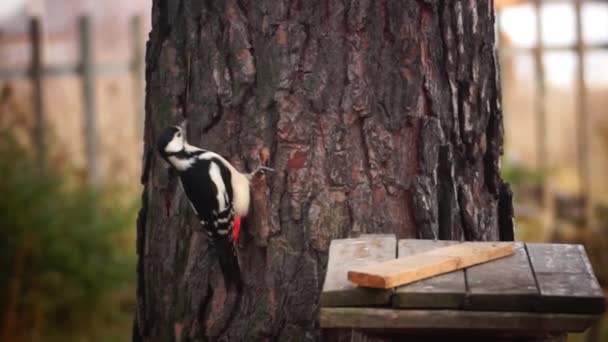 Grande Pica Pau Manchado Titmouse Competir Por Alimentos — Vídeo de Stock