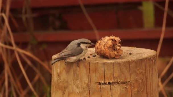 Little Bird Called Nuthatch Destroys Large Cedar Cone Its Beak — Stock Video