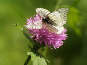 Pillangó káposzta egy virág egy évelő növény ázsiai csillogás (Trollius asiaticus)