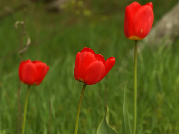 Three Tulip Flowers Tlipa Green Background — Stock Photo, Image
