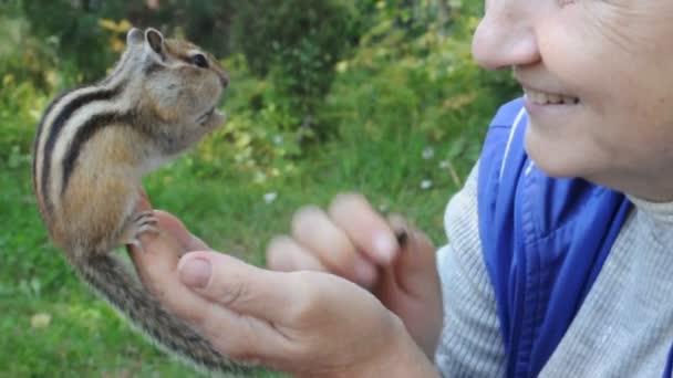 下一次 一个野生的 友善的 善于社交的花栗鼠到村舍里的森林里去拜访他的朋友 — 图库视频影像