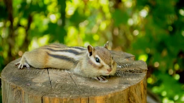 Resting Wild Chipmunk Did Filmed Camera — Stock Video