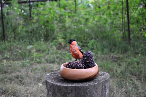 一只长着红胸的美丽的小鸟坐在一只长着松果的花瓶上 — 图库照片