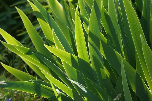 植物の長い葉の交差点での日光と影の遊び ストックフォト