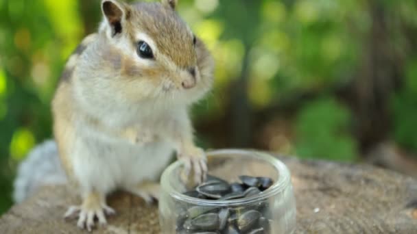 Someone Really Scared Wild Chipmunk Who Trembles Drops Sunflower Seeds — Stock Video