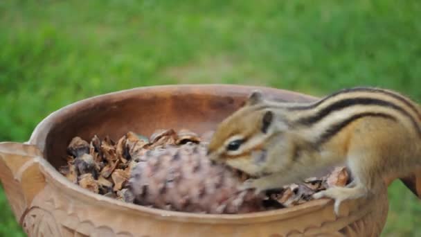Wild Chipmunk Came Visit Eats Cedar Cones — Stock Video