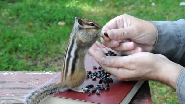 Prochaine Visite Chipmunk Sauvage Mais Sympathique Sociable Ses Amis Dans — Video