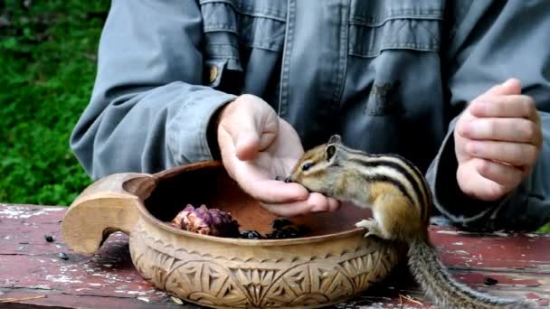 Prochaine Visite Chipmunk Sauvage Mais Sympathique Sociable Ses Amis Dans — Video