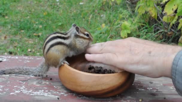 Der Nächste Besuch Eines Wilden Aber Freundlichen Und Geselligen Streifenhörnchens — Stockvideo