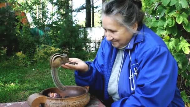 Następna Wizyta Dzikiego Ale Przyjaznego Towarzyskiego Wiewiórka Dla Jego Przyjaciół — Wideo stockowe