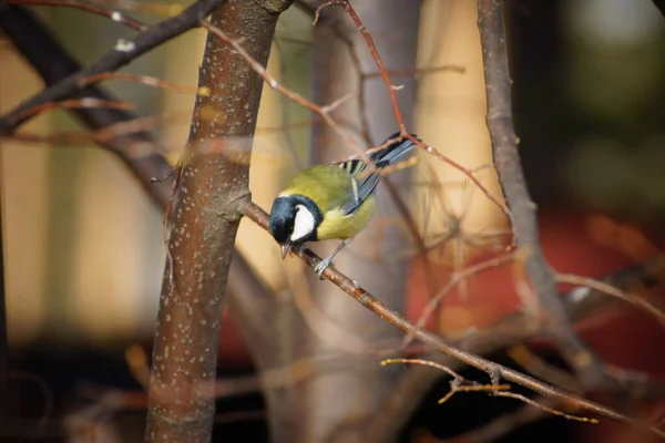 Titmouse Stromě Jíst Semena — Stock fotografie