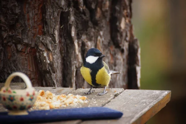 Titmouse Stromě Jíst Semena — Stock fotografie