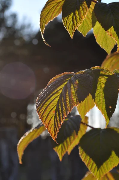 Lehce Nažloutlé Malinové Listy Podsvícené Večerním Sluncem — Stock fotografie