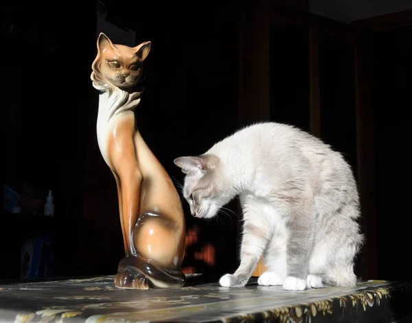 Conhecimento Gato Com Uma Estatueta Gato Porquinho Bancos — Fotografia de Stock