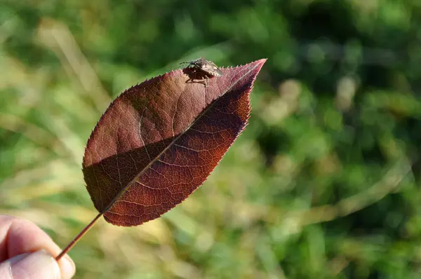 Grass Bug Its Shadow Leaf — Stock fotografie