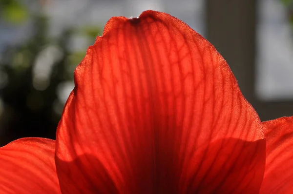 Bir ev çiçeğinin kırmızı yaprakları Amaryllis 'in siyah arka planına yakın plan
