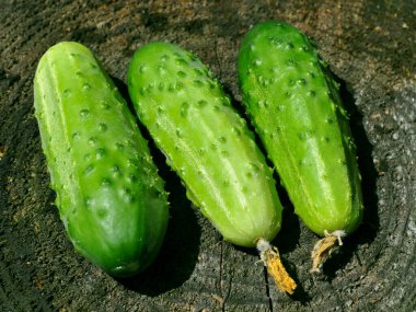 Yeni toplanmış taze yeşil salatalıklar.