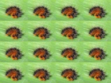 Yeşil arka planda tırtılların tekrarlanan görüntüleri..