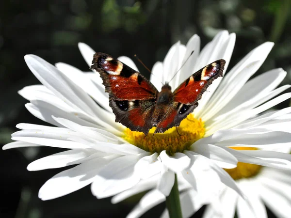 Pillangó Kitárt Szárnyakkal Egy Kamillavirágon — Stock Fotó