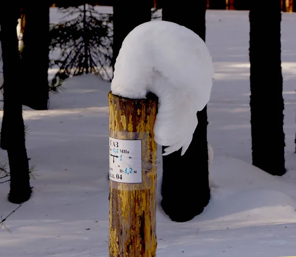 在俄罗斯西伯利亚的一个阳光明媚的日子里 一个被称为 的雪球在森林里的一根柱子上 — 图库照片