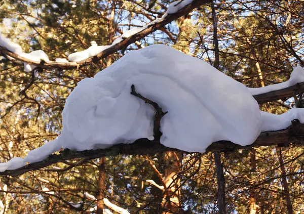 Grumos Neve Árvores Uma Floresta Dia Ensolarado Início Primavera Sibéria — Fotografia de Stock