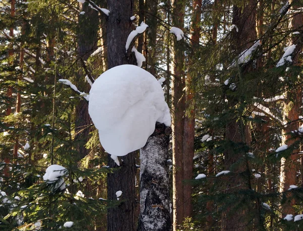 Grumos Nieve Los Árboles Bosque Día Soleado Principios Primavera Siberia — Foto de Stock