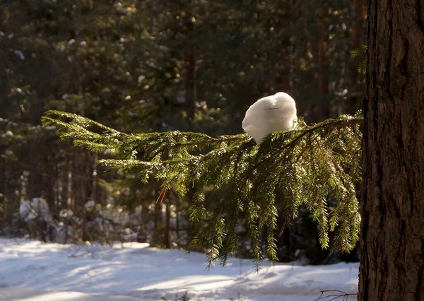 ロシアのシベリアで初春の晴れた日に森の中の木の上の雪の塊 — ストック写真