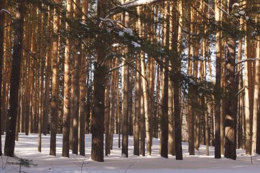 İlkbaharın başlarında, Rusya 'nın Sibirya şehri Tomsk yakınlarındaki açık güneşli bir günde, kozalaklı bir ormanda.