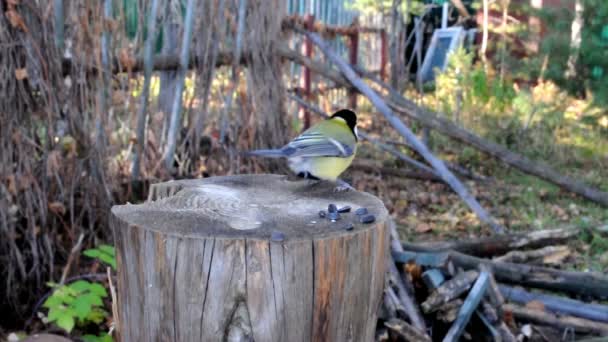 Titmouse Nuthatch Competem Por Comida Toco Floresta — Vídeo de Stock