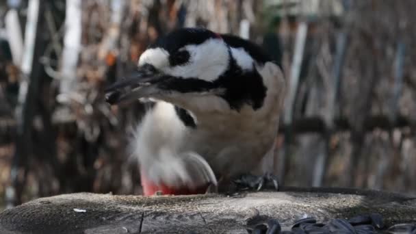 大斑点啄木鸟 树栖类 — 图库视频影像