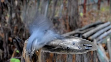 Nuthatch (sitta, europaea) bir tohumu düşürdü, yakaladı ve çıkardı