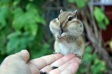 Vahşi sincap ayçiçeği çekirdeğini yer.
