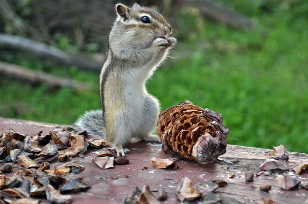 Wild Chipmunk Eating Cedar Cone — Stock Photo, Image