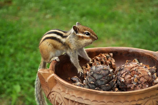 Wilde Streifenhörnchen Essen Zedernkegel — Stockfoto