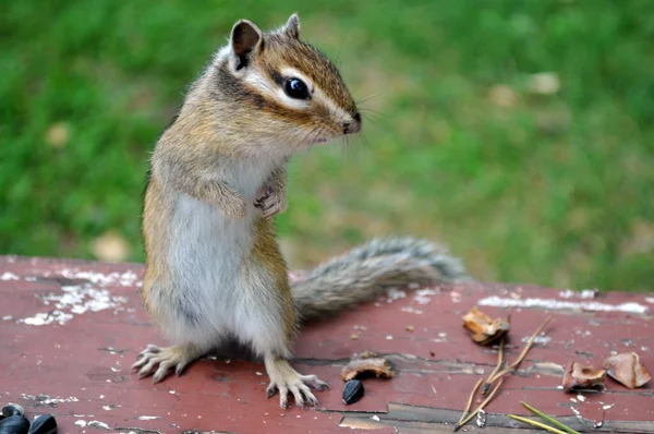 Wild Chipmunk Stands Board Seeds — Stock Photo, Image