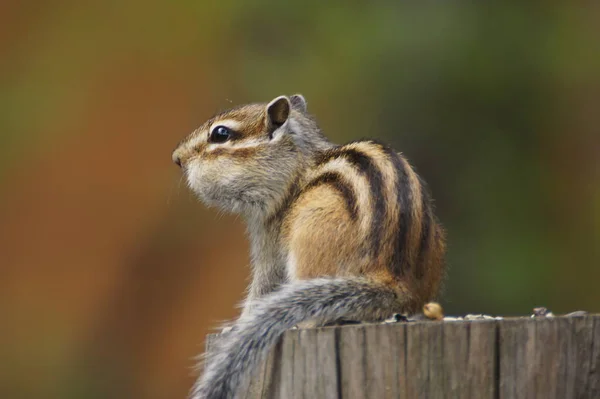 Wild Chipmunk Sitting Stump — Stock Photo, Image