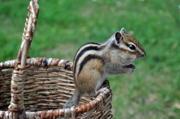 Wild Chipmunk Sits Edge Basket Woven Branches — Stock Photo, Image