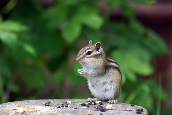 Wildes Streifenhörnchen Frisst Sonnenblumenkerne — Stockfoto