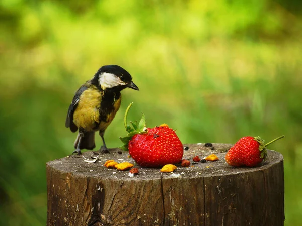 Tit Stump Seeds Red Berry — Stock Fotó