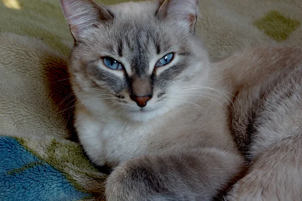 Сірий Красивий Кіт Уважно Дивиться Єктив Камери — стокове фото