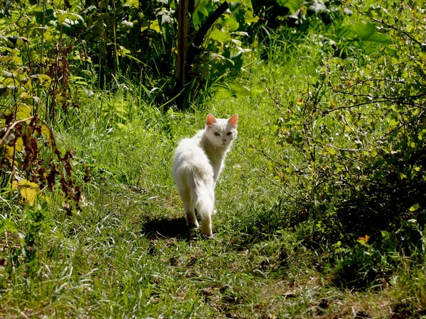 Білий Сусідський Кіт Прийшов Відвідати Котедж — стокове фото