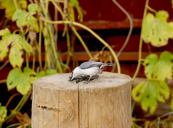 Nuthatch Bird Recoge Semillas Girasol Que Yacen Tronco Árbol — Foto de Stock