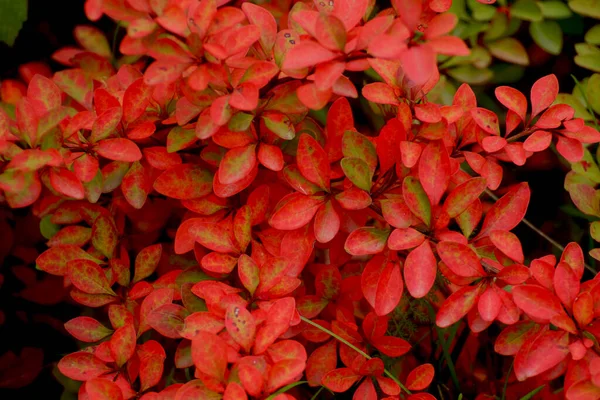 Podzimní Červené Listy Plodu Obecného Brberis Vulgris Podzimní Červené Listy — Stock fotografie