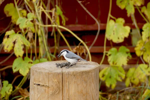 Nuthatch Pták Sbírá Slunečnicová Semena Která Leží Pařezu Stromu — Stock fotografie