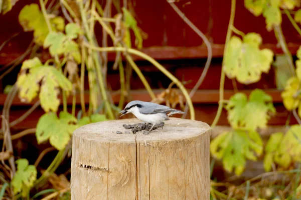 Nuthatch Bird Recoge Semillas Girasol Que Yacen Tronco Árbol —  Fotos de Stock